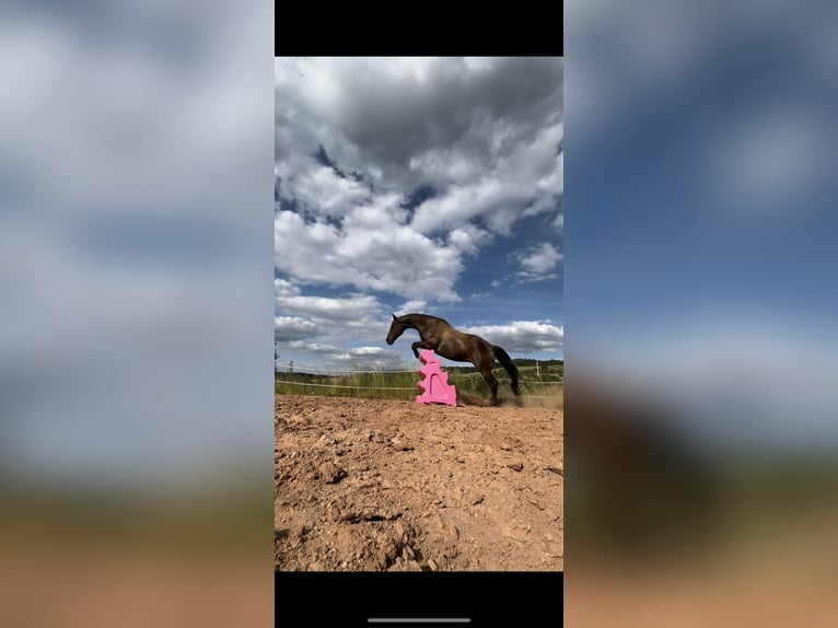 American Quarter Horse Mix Wallach 21 Jahre 153 cm in H&#xF6;ringen