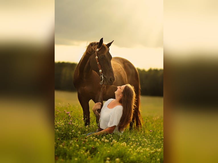 American Quarter Horse Mix Wallach 21 Jahre 153 cm in H&#xF6;ringen