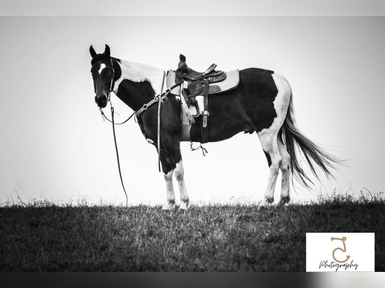 American Quarter Horse Wallach 21 Jahre 163 cm Tobiano-alle-Farben in Wlakerton IN