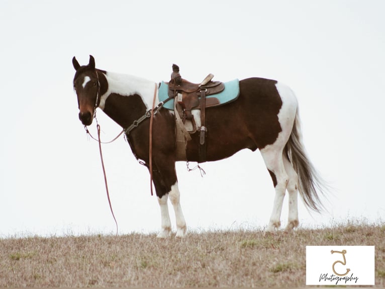 American Quarter Horse Wallach 21 Jahre 163 cm Tobiano-alle-Farben in Wlakerton IN