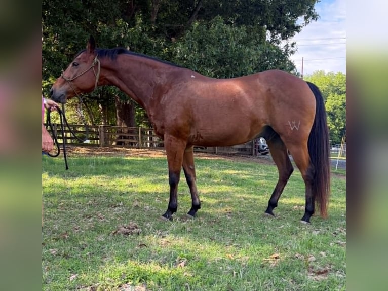 American Quarter Horse Wallach 22 Jahre 150 cm Rotbrauner in Ward