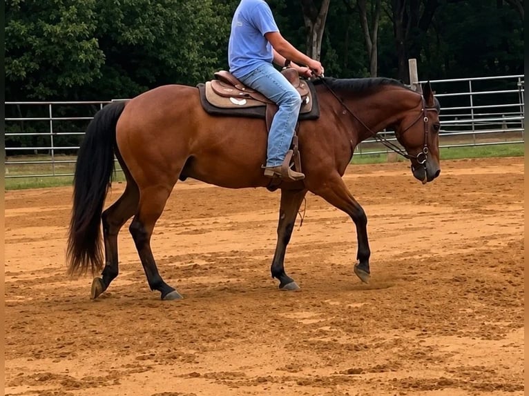 American Quarter Horse Wallach 22 Jahre 150 cm Rotbrauner in Ward
