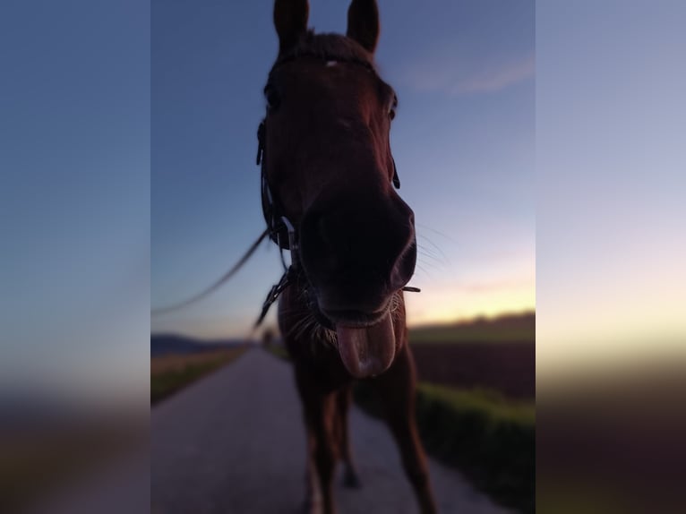 American Quarter Horse Wallach 22 Jahre 154 cm Fuchs in Ilsfeld