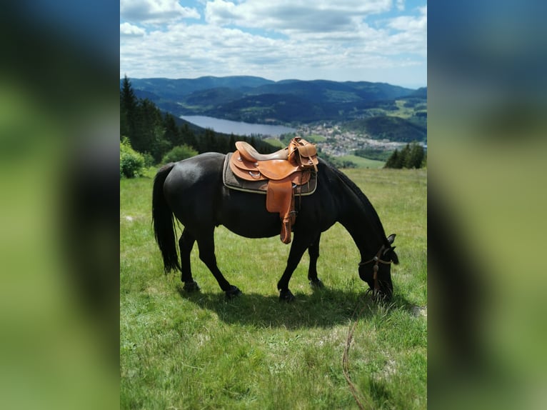 American Quarter Horse Wallach 22 Jahre 155 cm Rappe in Lenzkirch