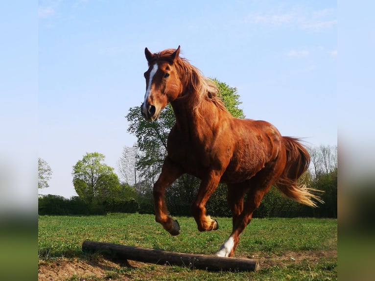 American Quarter Horse Wallach 22 Jahre 158 cm Fuchs in Hemhofen