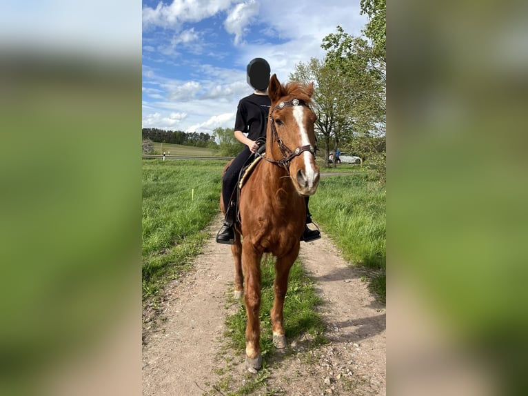 American Quarter Horse Wallach 22 Jahre 158 cm Fuchs in Hemhofen