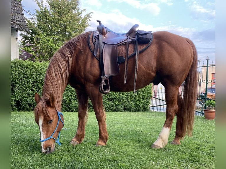American Quarter Horse Wallach 22 Jahre 158 cm Fuchs in Hemhofen