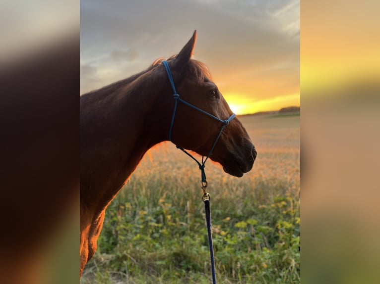 American Quarter Horse Wallach 22 Jahre 158 cm Fuchs in Hemhofen
