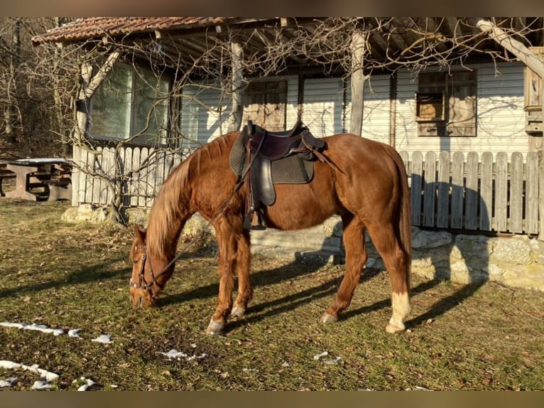 American Quarter Horse Wallach 22 Jahre 158 cm Fuchs in Hemhofen