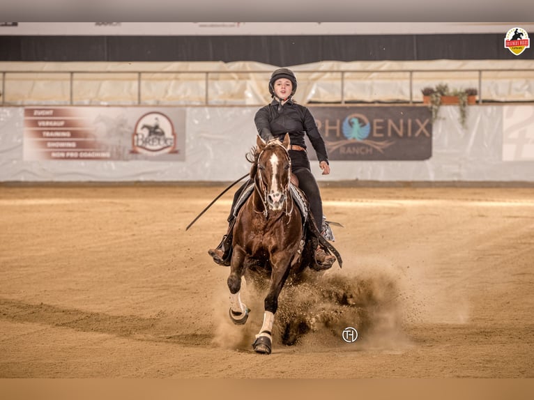 American Quarter Horse Wallach 22 Jahre Dunkelfuchs in Arnbruck