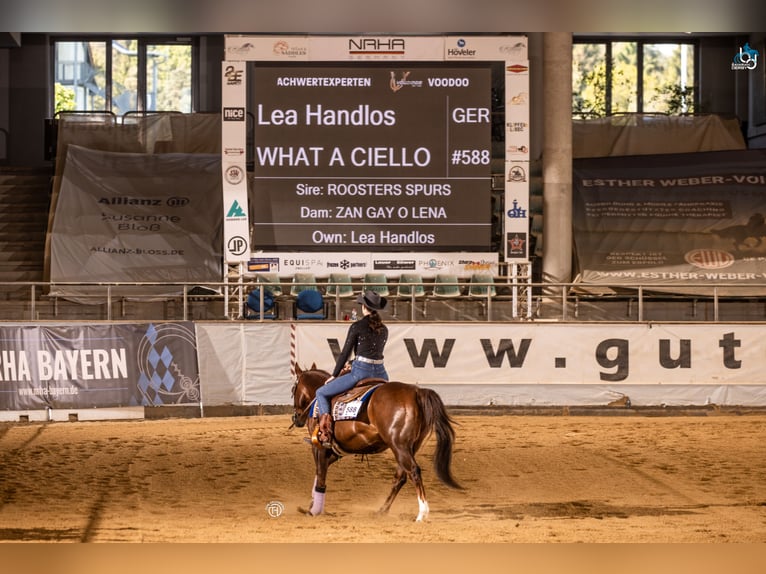 American Quarter Horse Wallach 22 Jahre Dunkelfuchs in Arnbruck