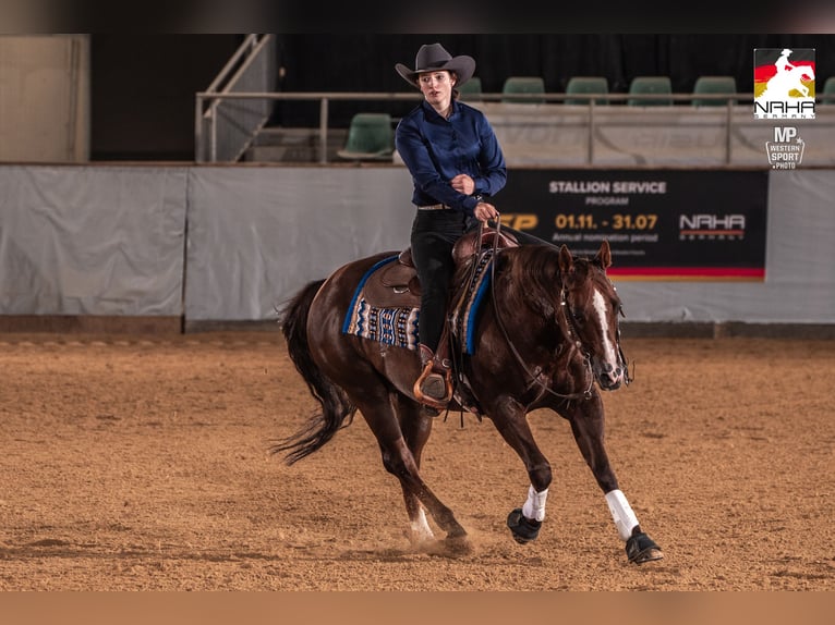 American Quarter Horse Wallach 22 Jahre Dunkelfuchs in Arnbruck