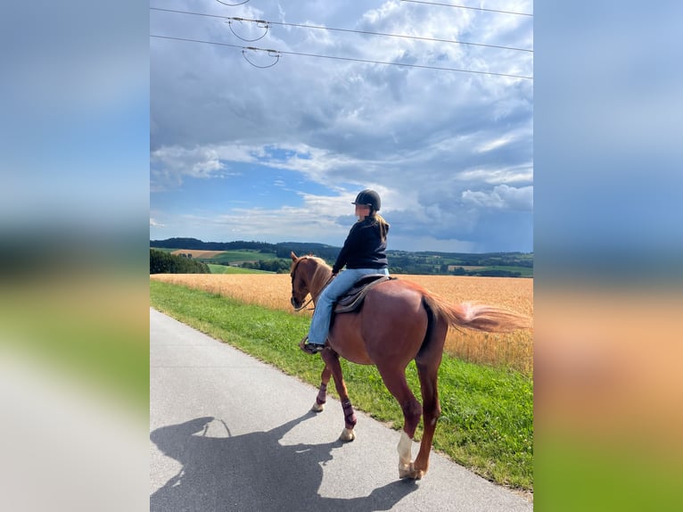 American Quarter Horse Mix Wallach 23 Jahre 150 cm Fuchs in Röhrnbach
