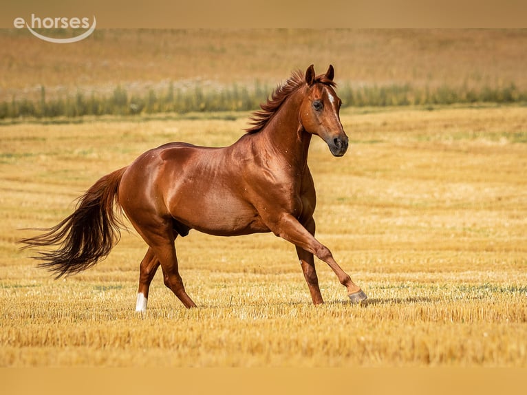 American Quarter Horse Wallach 26 Jahre 145 cm Fuchs in Nordheim