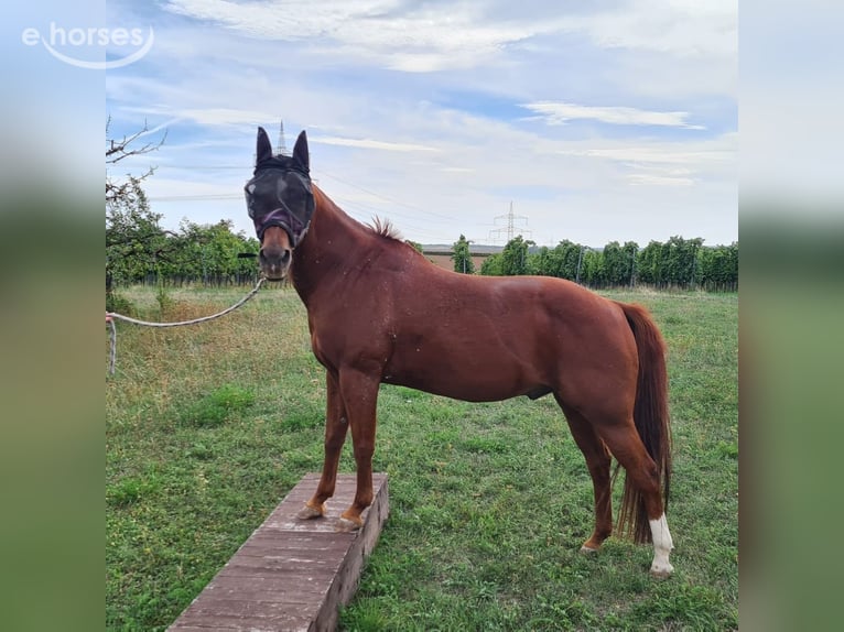 American Quarter Horse Wallach 26 Jahre 145 cm Fuchs in Nordheim