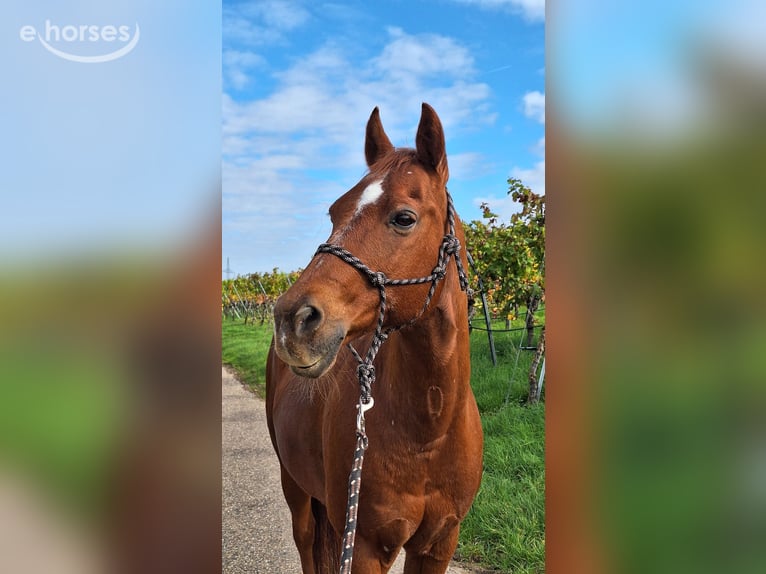 American Quarter Horse Wallach 26 Jahre 145 cm Fuchs in Nordheim