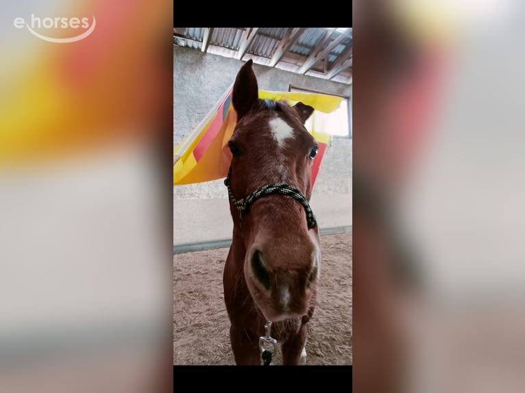 American Quarter Horse Wallach 26 Jahre 145 cm Fuchs in Nordheim
