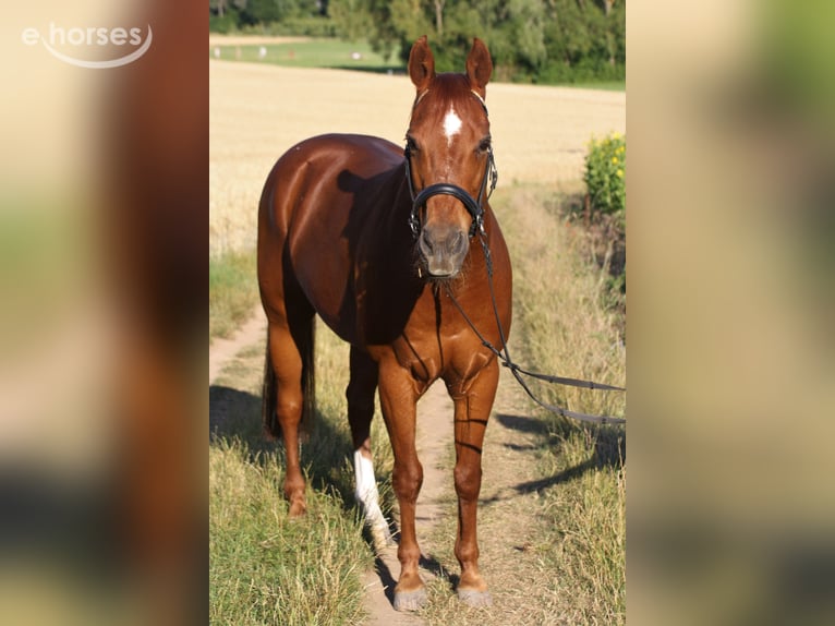 American Quarter Horse Wallach 26 Jahre 145 cm Fuchs in Nordheim