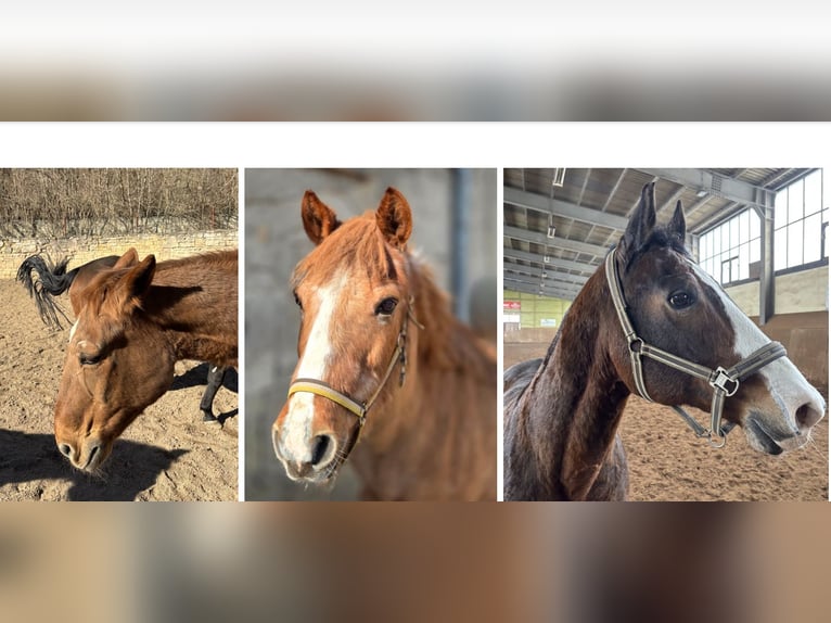 American Quarter Horse Wallach 26 Jahre 155 cm Brauner in Mücheln (Geiseltal)