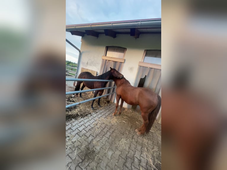 American Quarter Horse Wallach 26 Jahre 165 cm  in Mallersdorf-Pfaffenberg