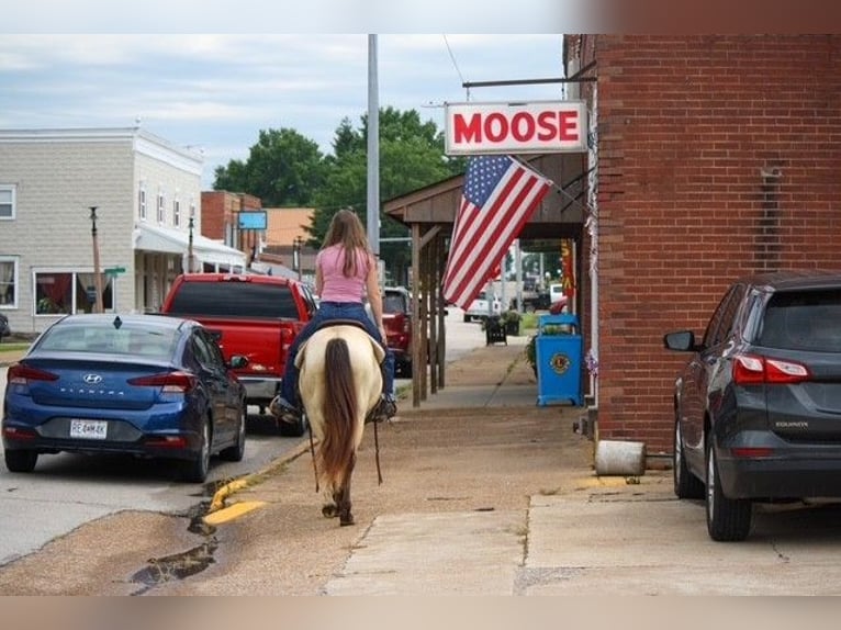 American Quarter Horse Wallach 2 Jahre 132 cm Buckskin in Owensville