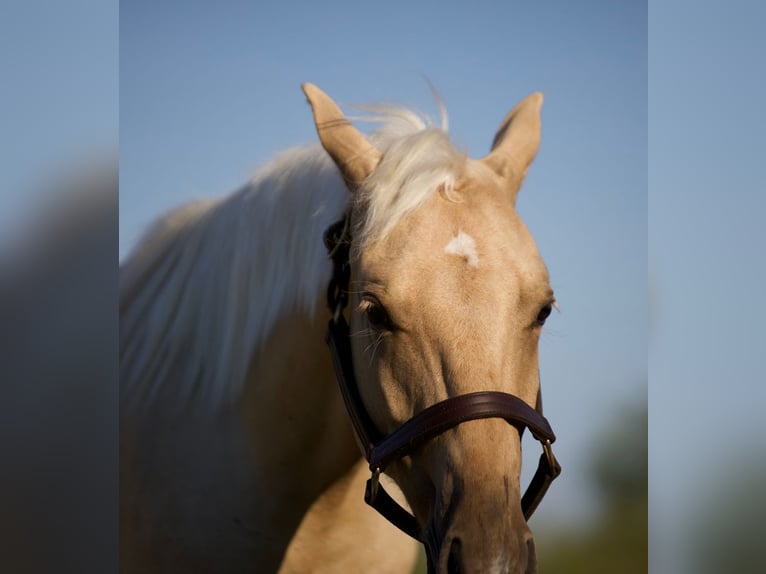 American Quarter Horse Wallach 2 Jahre 132 cm Palomino in Graham