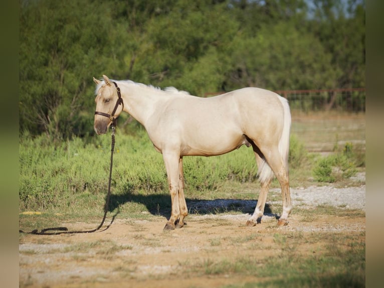 American Quarter Horse Wallach 2 Jahre 132 cm Palomino in Graham