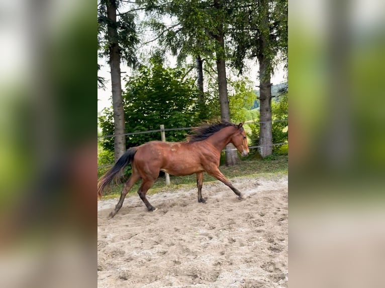 American Quarter Horse Wallach 2 Jahre 140 cm Brauner in Enges