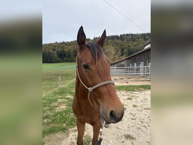 American Quarter Horse Wallach 2 Jahre 140 cm Brauner in Enges