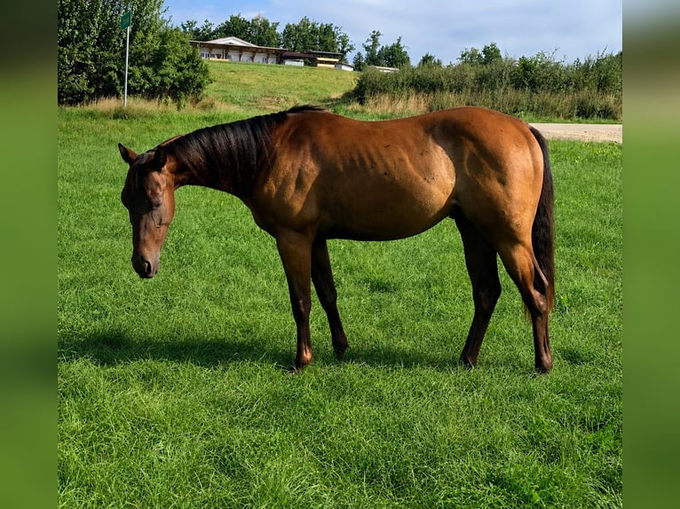 American Quarter Horse Wallach 2 Jahre 140 cm Brauner in Passau