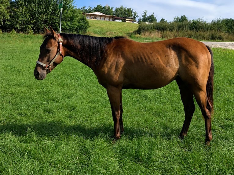 American Quarter Horse Wallach 2 Jahre 140 cm Brauner in Passau
