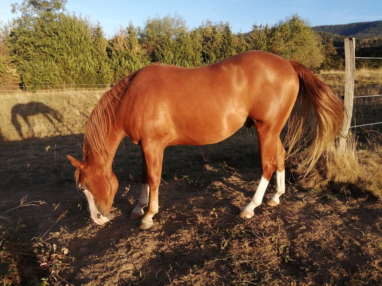 American Quarter Horse Wallach 2 Jahre 140 cm Fuchs in Sainte Croix aux Mines