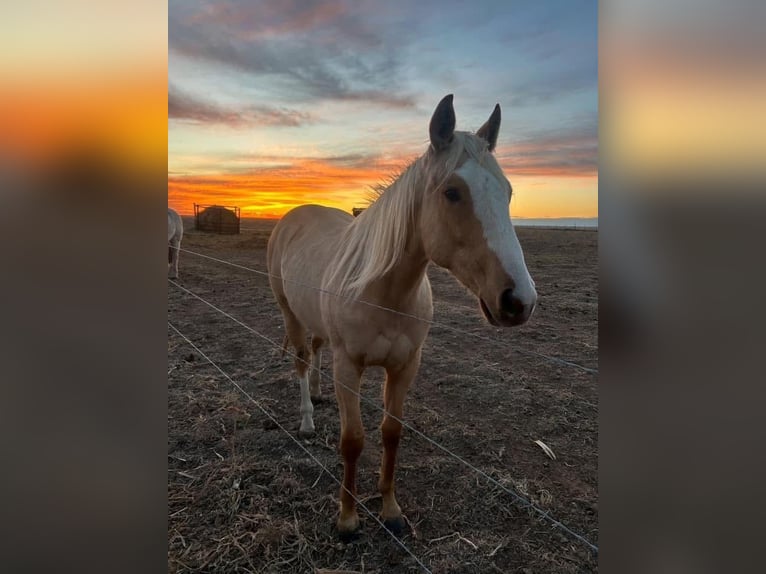 American Quarter Horse Wallach 2 Jahre 142 cm Palomino in Arlington Worth Texas