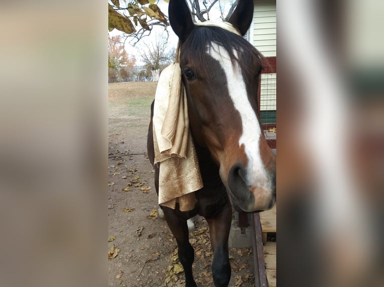 American Quarter Horse Mix Wallach 2 Jahre 142 cm Rotbrauner in Elm Springs