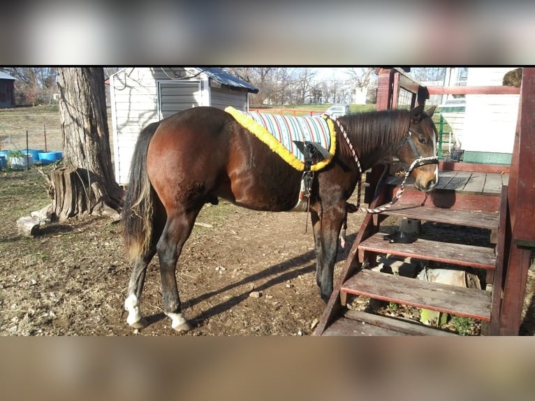 American Quarter Horse Mix Wallach 2 Jahre 142 cm Rotbrauner in Elm Springs