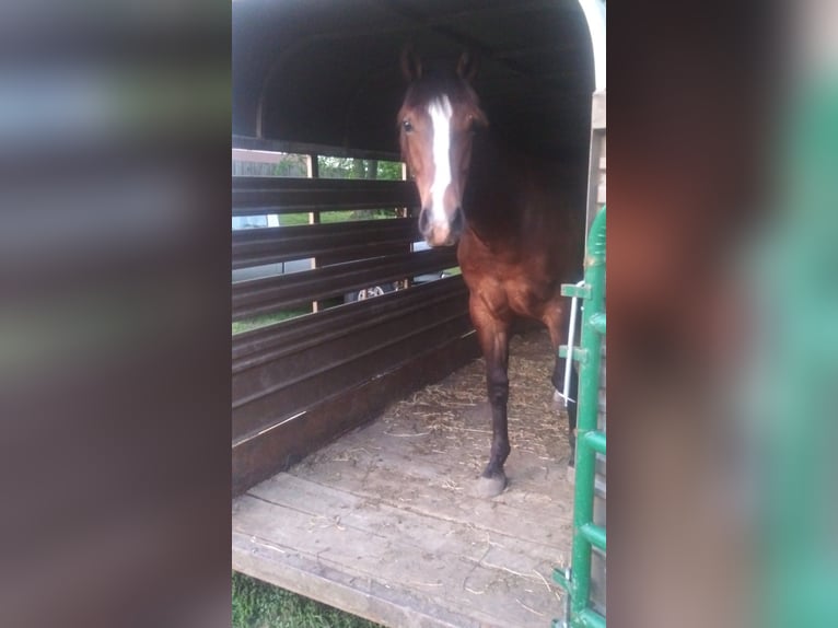 American Quarter Horse Mix Wallach 2 Jahre 142 cm Rotbrauner in Elm Springs