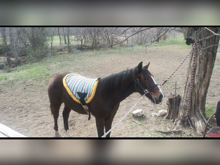 American Quarter Horse Mix Wallach 2 Jahre 142 cm Rotbrauner in Elm Springs