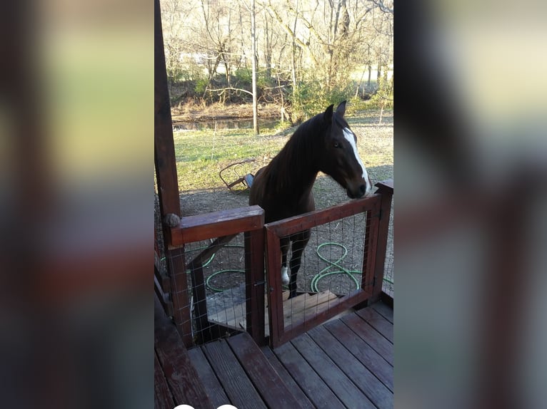 American Quarter Horse Mix Wallach 2 Jahre 142 cm Rotbrauner in Elm Springs