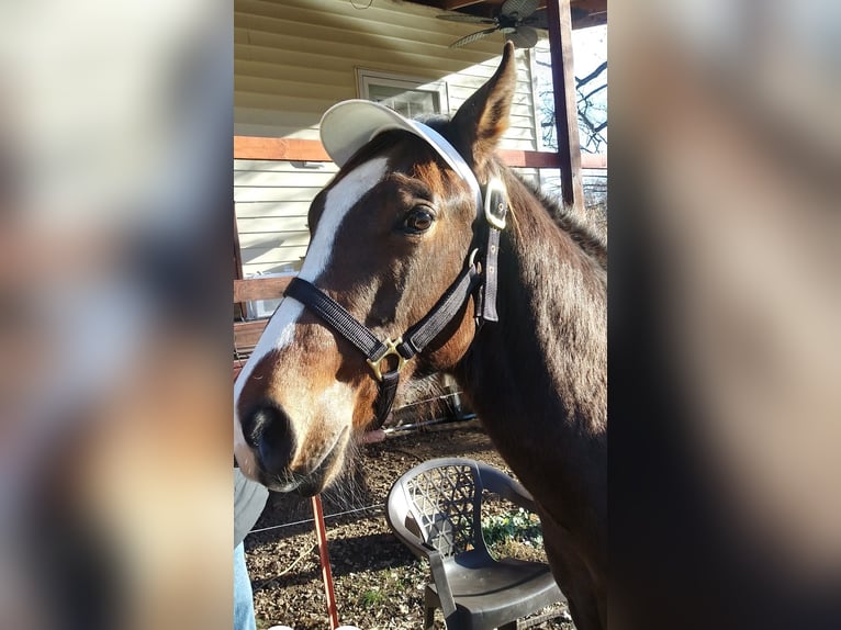 American Quarter Horse Mix Wallach 2 Jahre 142 cm Rotbrauner in Elm Springs