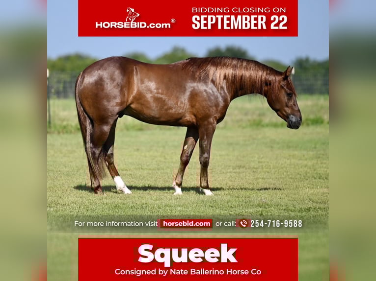American Quarter Horse Wallach 2 Jahre 142 cm Rotfuchs in Waco