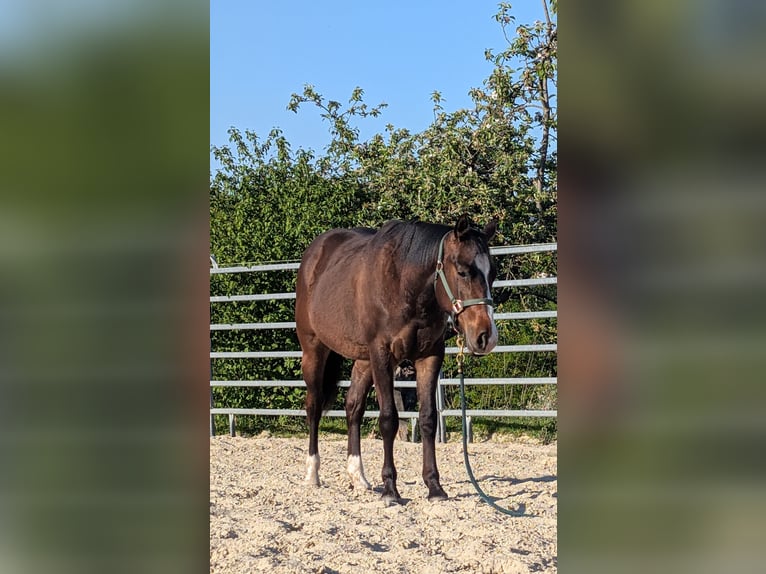 American Quarter Horse Wallach 2 Jahre 145 cm Brauner in Rödinghausen