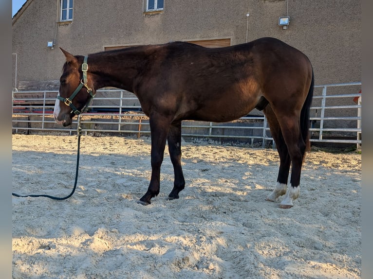 American Quarter Horse Wallach 2 Jahre 145 cm Brauner in Rödinghausen
