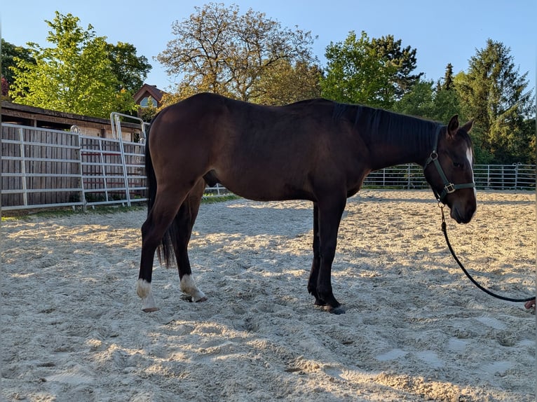 American Quarter Horse Wallach 2 Jahre 145 cm Brauner in Rödinghausen