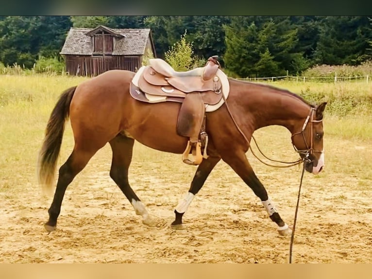 American Quarter Horse Wallach 2 Jahre 145 cm Brauner in Buchenberg