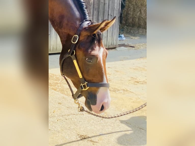 American Quarter Horse Wallach 2 Jahre 145 cm Brauner in Buchenberg