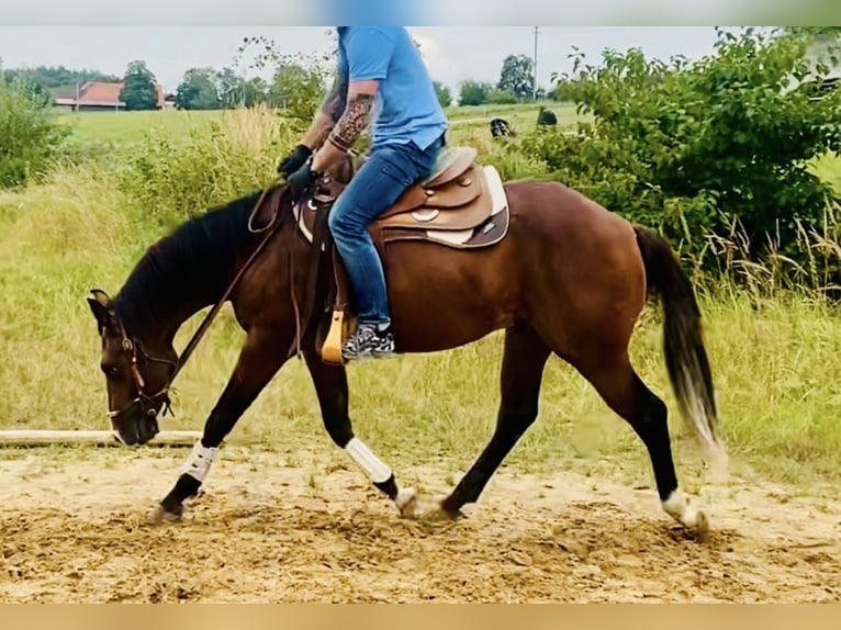 American Quarter Horse Wallach 2 Jahre 145 cm Brauner in Buchenberg