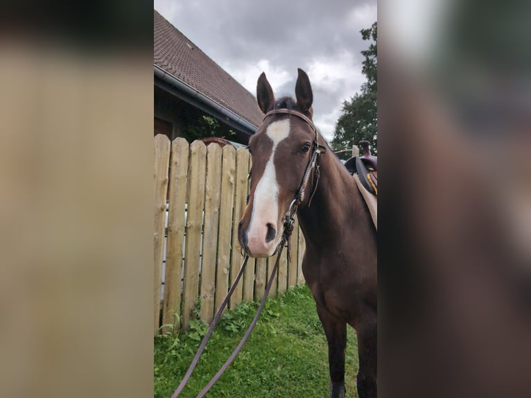 American Quarter Horse Wallach 2 Jahre 145 cm Brauner in R&#xF6;dinghausen