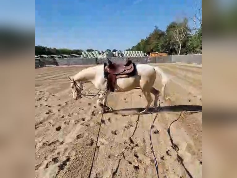 American Quarter Horse Mix Wallach 2 Jahre 145 cm Champagne in Achel