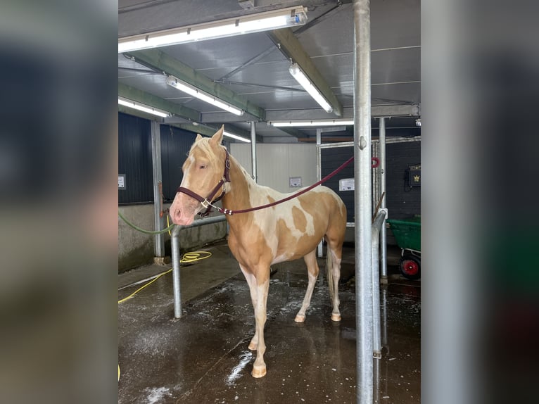 American Quarter Horse Mix Wallach 2 Jahre 145 cm Champagne in Achel