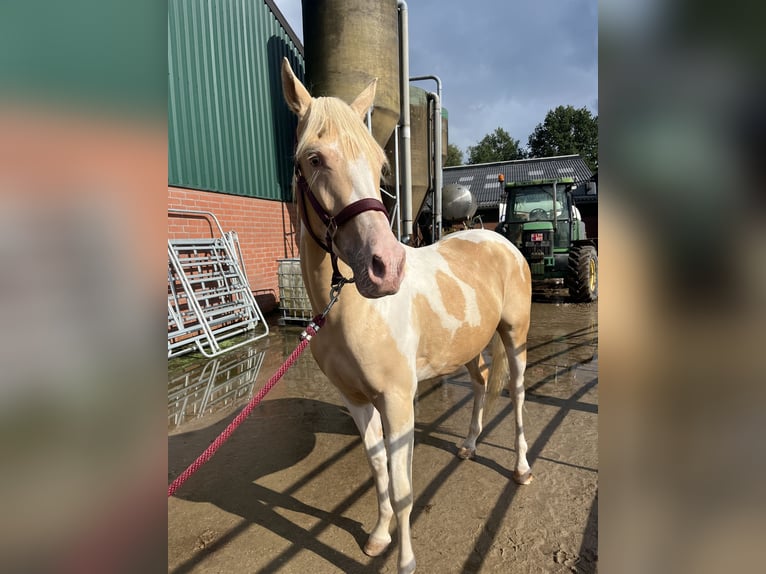 American Quarter Horse Mix Wallach 2 Jahre 145 cm Champagne in Achel